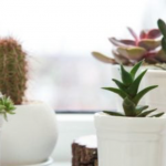 Mother's Day Event! Make Succulent Planter Bowls with Live Succulents