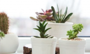 Mother's Day Event! Make Succulent Planter Bowls with Live Succulents