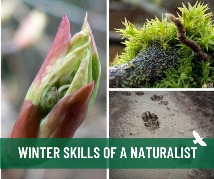 Winter Skills of a Naturalist Series