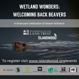 Wetland Wonders: Welcoming Back Beavers