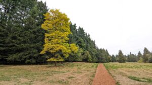 October Focus Walk: Native and Iconic Trees of the Reserve