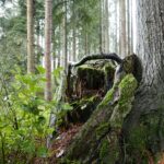 December Focus Walk: The Forest Management Plan